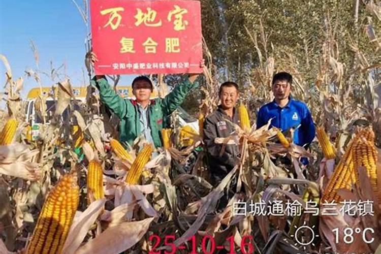 小苏打打草莓白粉病的话,可以加叶面肥吗