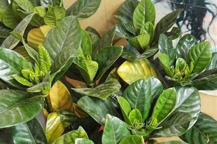 如果想要让龙骨翠绿并且枝繁叶茂,使用什么肥料最好？