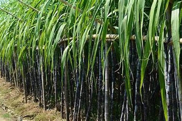 河南甘蔗施肥时间及方法 使用正确的甘蔗施肥时间和方法可以提高收成...
