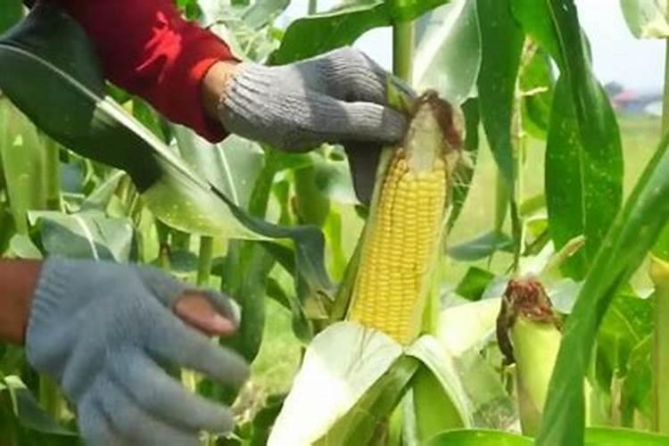 秋甜玉米应怎样施肥;怎样管理？