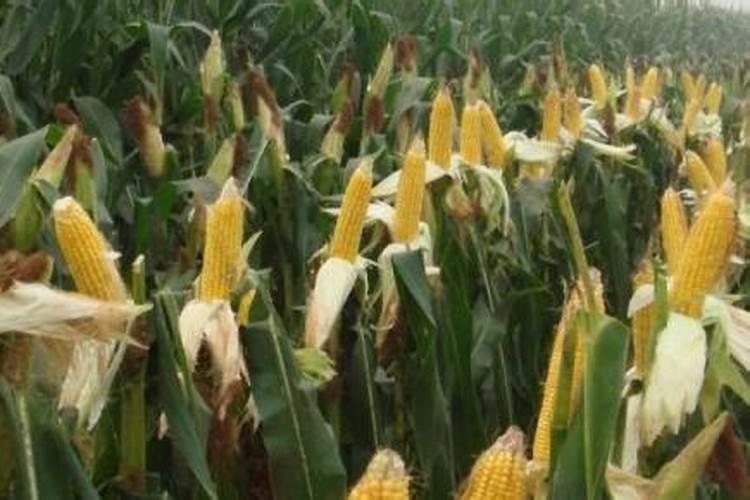 甜玉米后期施什么肥施肥技术有哪些