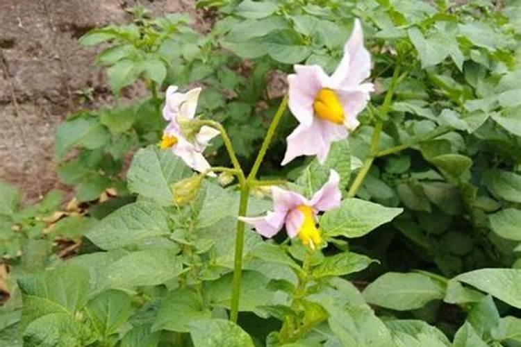 老师好.土豆在开花期如何管理？