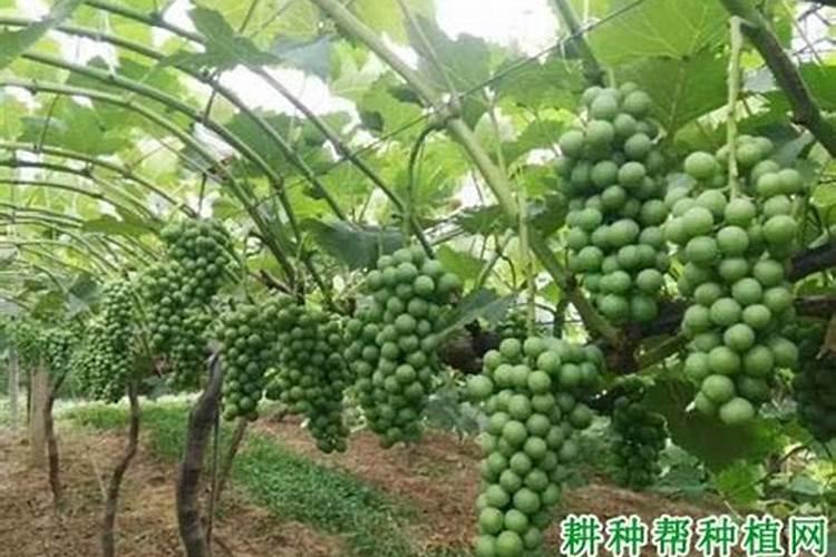 氨基酸叶面肥果树涂杆枝术怎么操作？