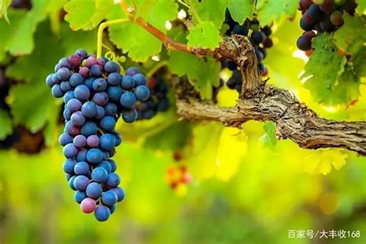 葡萄谢花后什么时期打膨打药