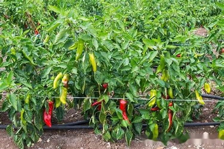 花生硼肥啥时候打好