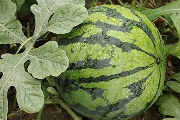 西瓜增产怎样用叶面肥？西瓜的施肥时间和方法有哪些？西瓜叶面肥喷施金泰...