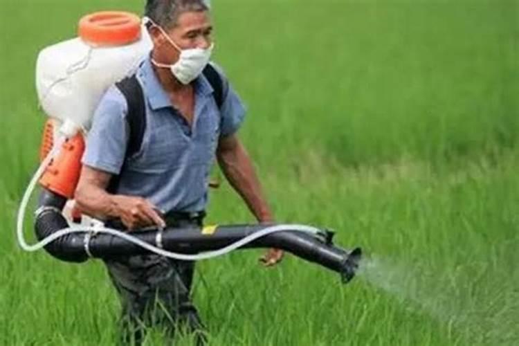 西红柿如何种植管理？