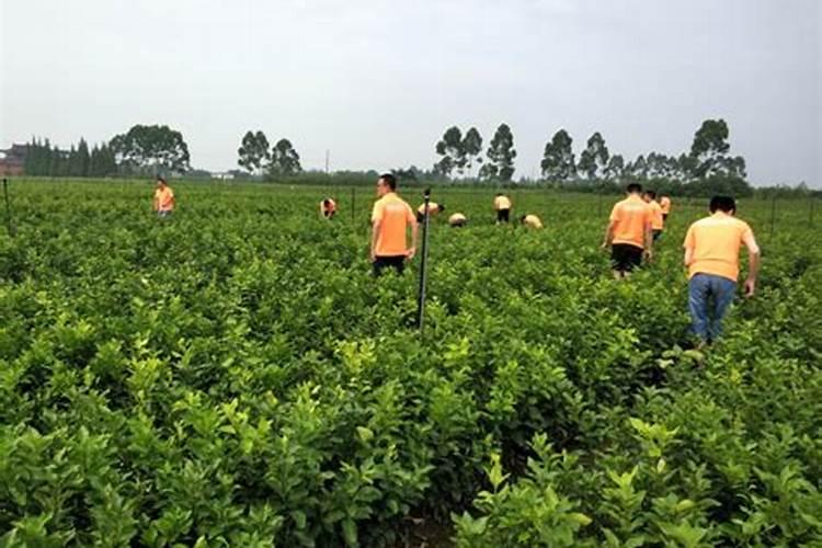 柑橘苗叶面肥施药方法