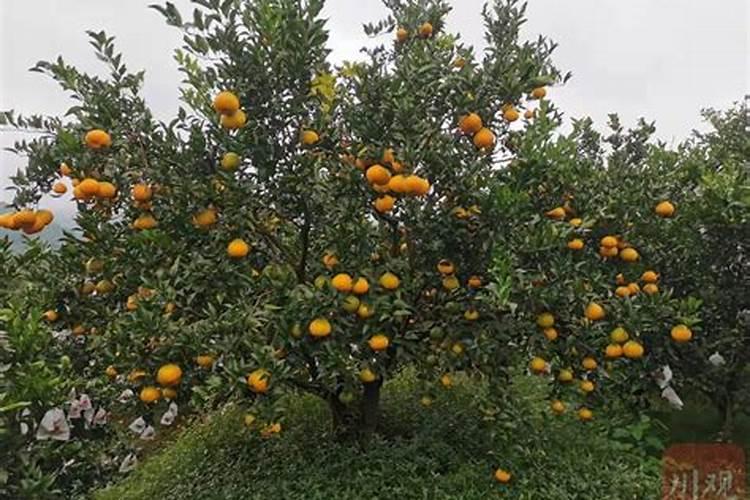 柑橘用什么肥料最好