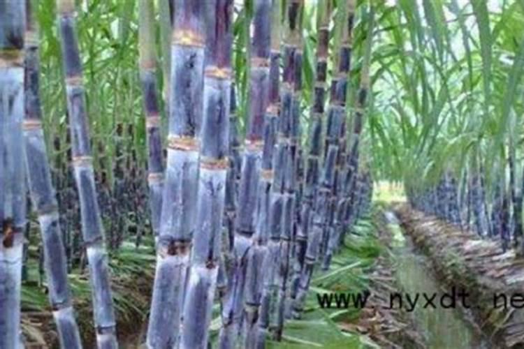怎么样种植糖蔗发芽率最高