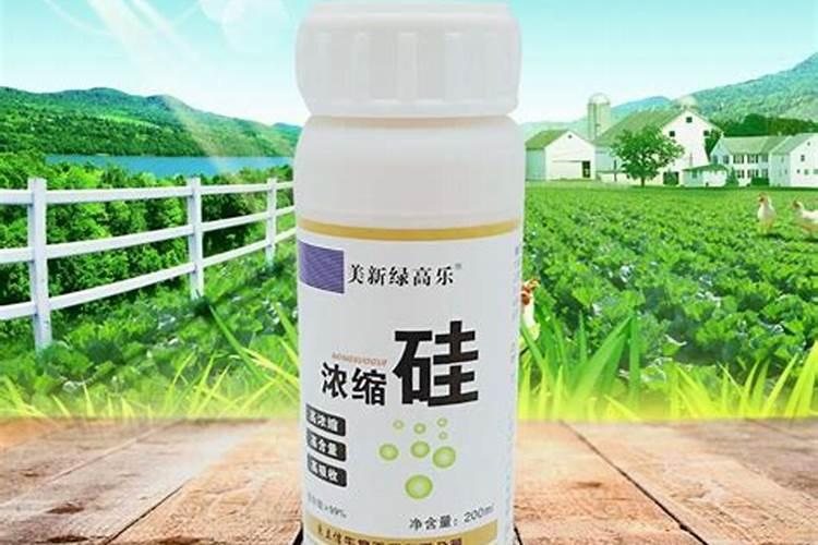 水稻缺硅要怎样施用硅肥改善？