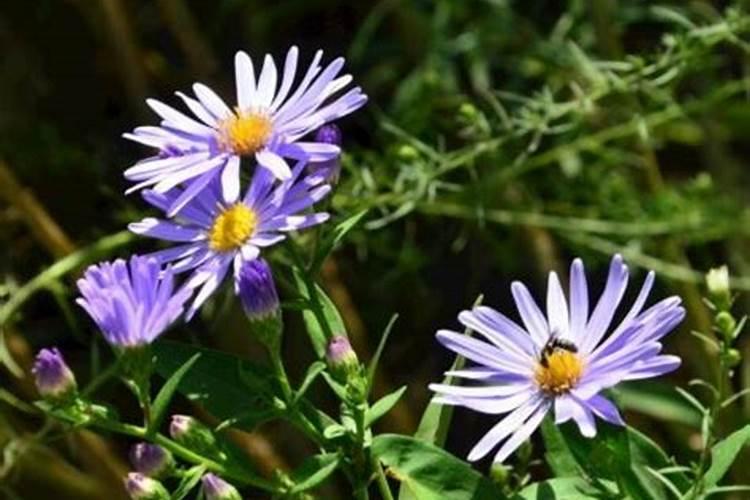 无花果树用什么肥