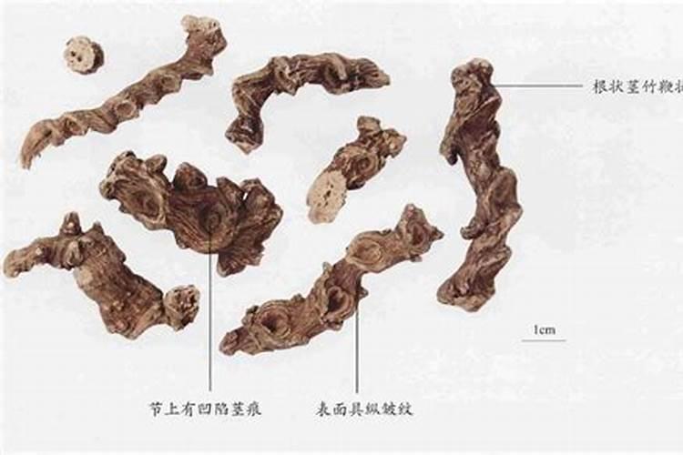 竹节参一亩地出多少斤干品