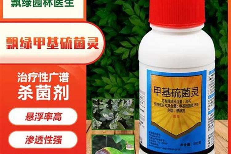 苔干菜是什么植物