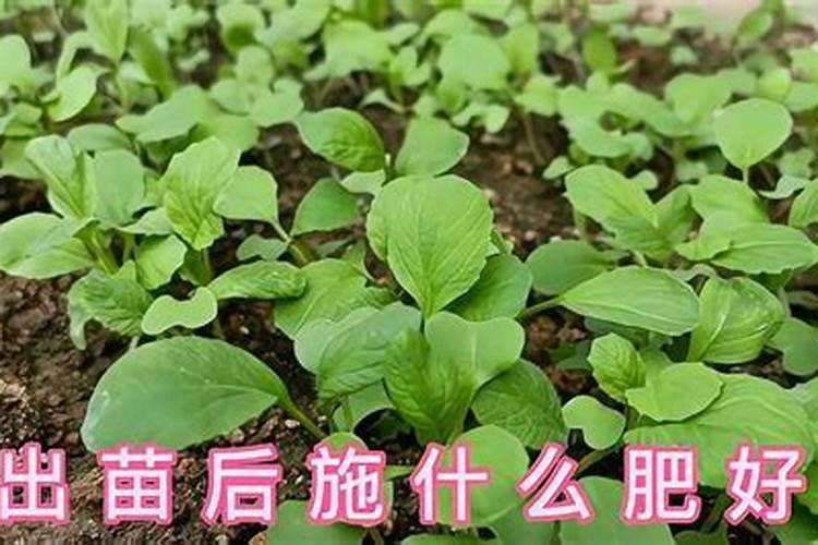 10斤水兑多少尿素合适