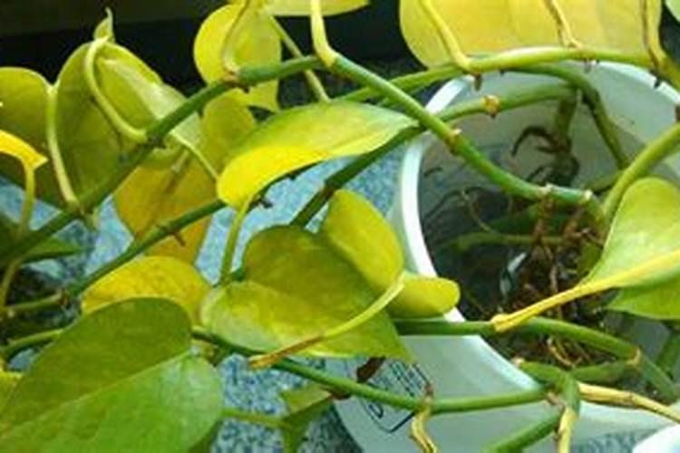 桉树种植后什么时候再施肥剪枝