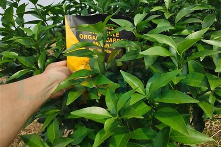 金丝豆和豇豆的区别