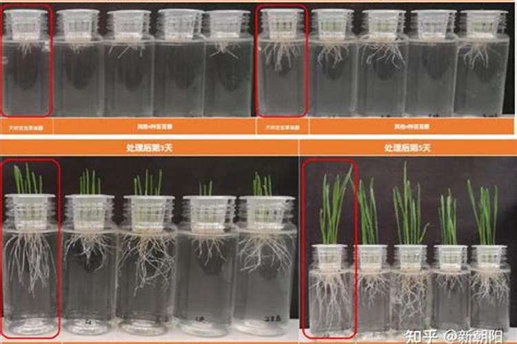 芸苔素与磷酸二氢钾加流体硼混用？