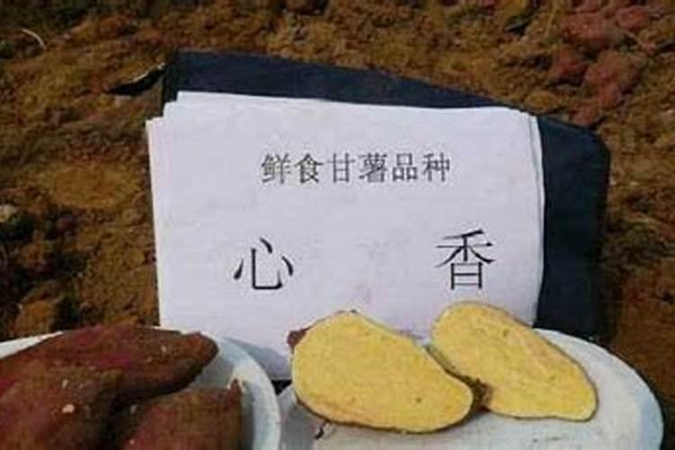 百合竹喜阴还是喜阳