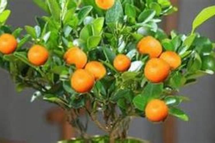 土壤里有什么元素