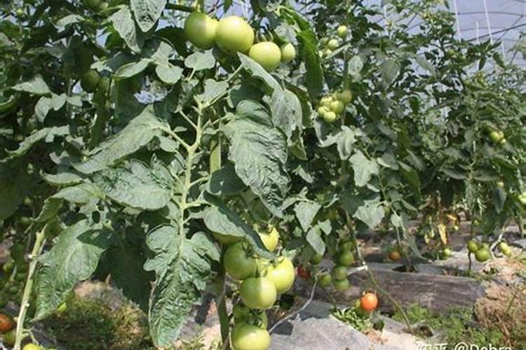 大品牌尿素有哪些推荐