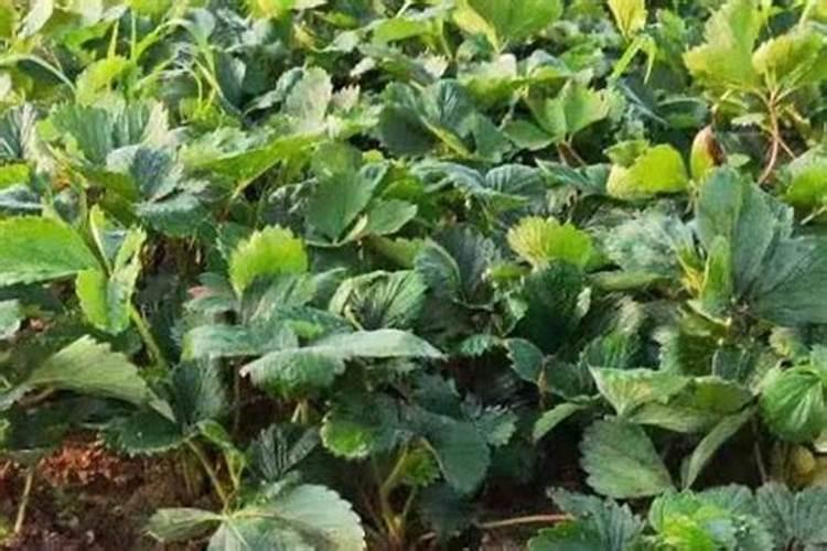 花盆里种的韭菜冬天还需浇水吗