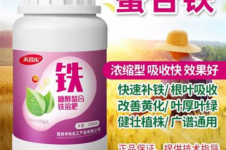 油瓜的栽培技术