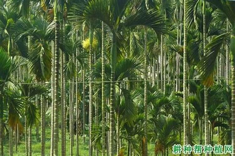槟榔树最怕三个肥料