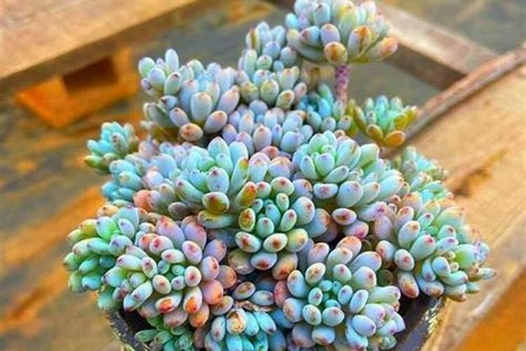 辣椒结果期冲施什么肥料好？辣椒挂果期施什么肥料好？