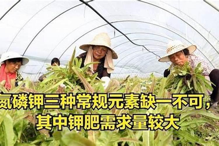 让莴笋长得粗壮高大要用什么肥料