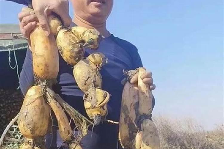 用几个词语概括杨花的特征