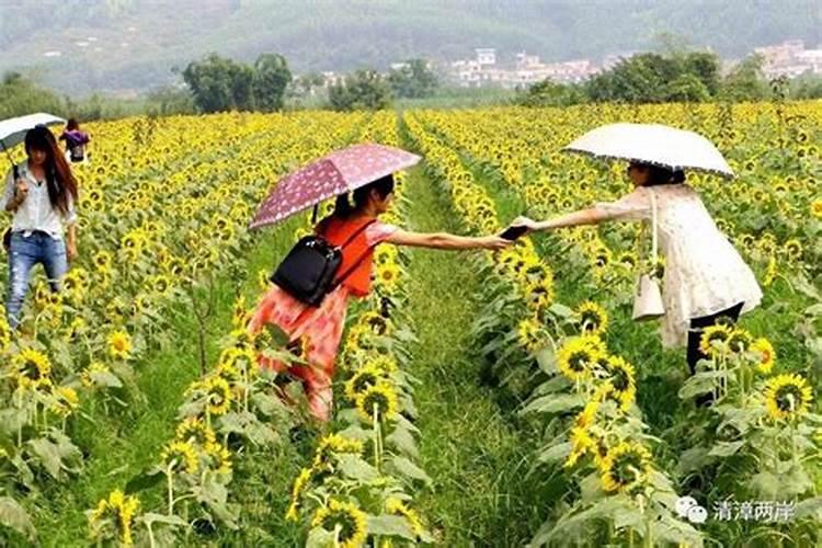 油葵什么时候追肥