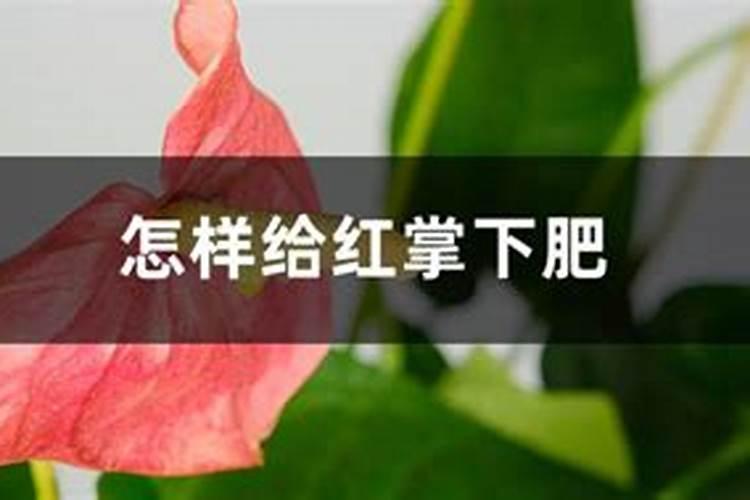 水溶肥十大名牌,摩力水溶肥效果极好