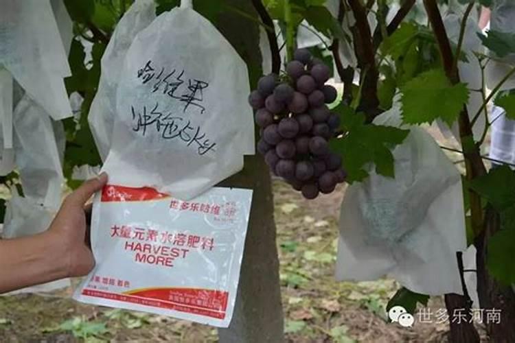 杜鹃花可以施复合肥吗