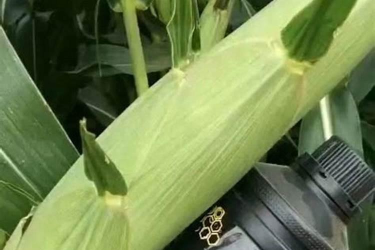 水溶肥知名品牌有哪些？