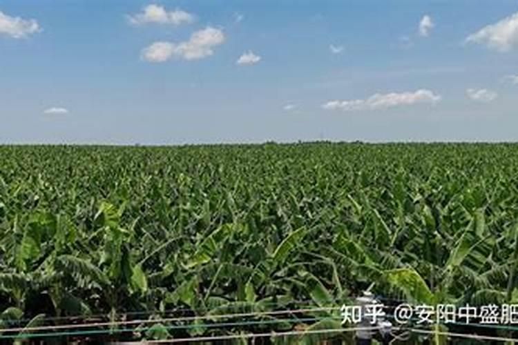 氮肥为什么不能和碱混合