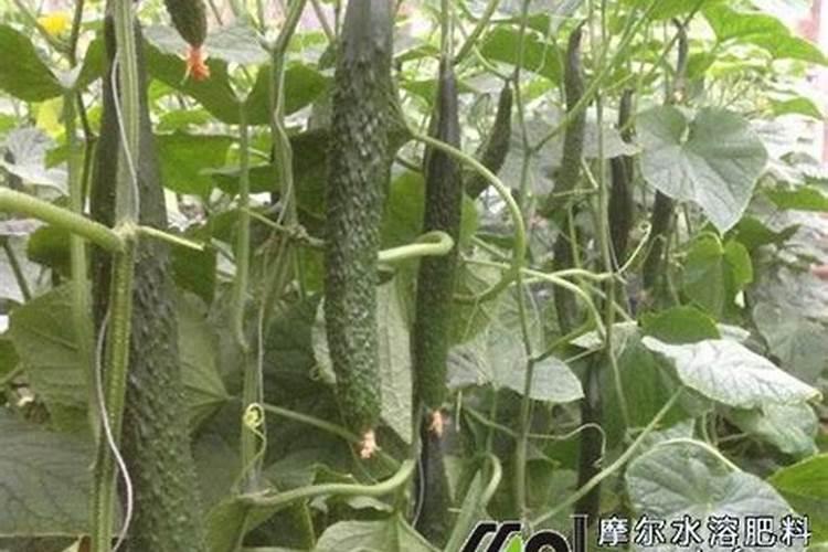 越夏黄瓜难管理,看这里!一种新技术搞定它