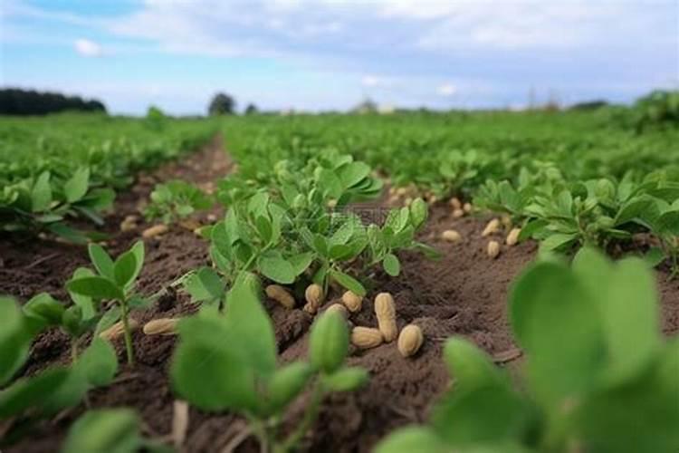 效果好的水溶肥是哪家