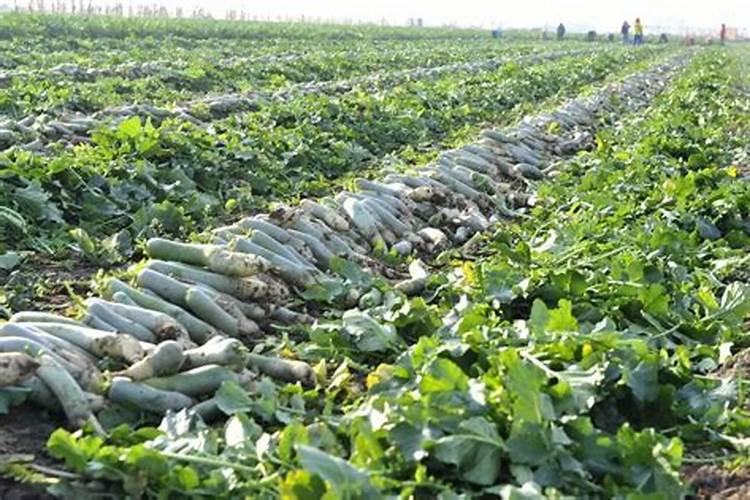 摩利根蓝线pe线真伪怎么看