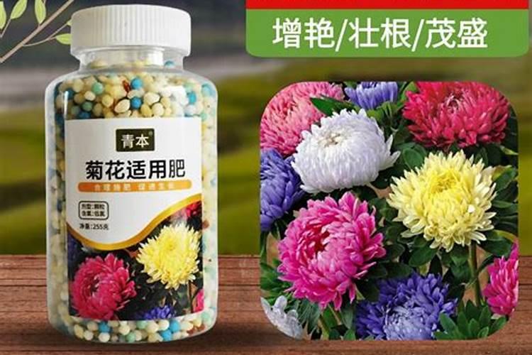 菊花施肥方法,用什么肥好