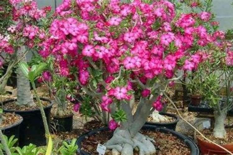 沙漠玫瑰多久施肥一次 沙漠玫瑰应当多久施肥？