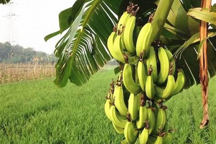 香蕉中期施钙镁硼铁锌用量