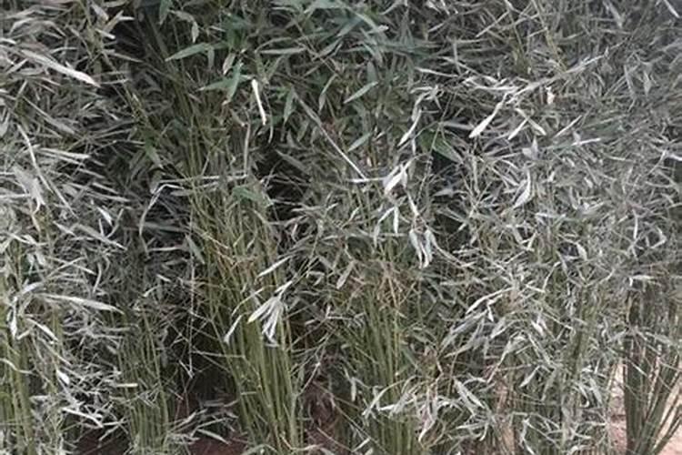 毛竹应该什么时候施肥 毛竹什么时候施肥最好