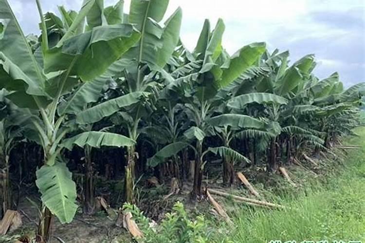 香蕉树施什么肥？