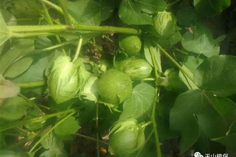 棉花磷肥的作用