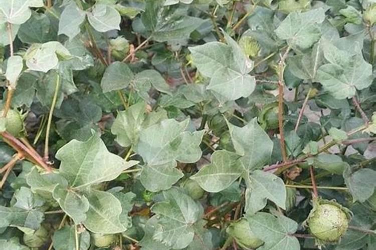 磷对棉花棉桃的作用