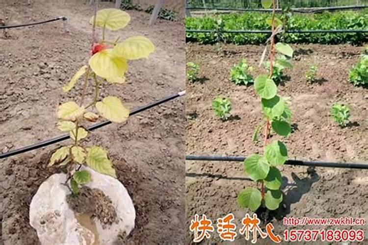猕猴桃的需肥特点