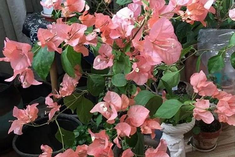 三角梅施什么肥三角梅怎么施肥