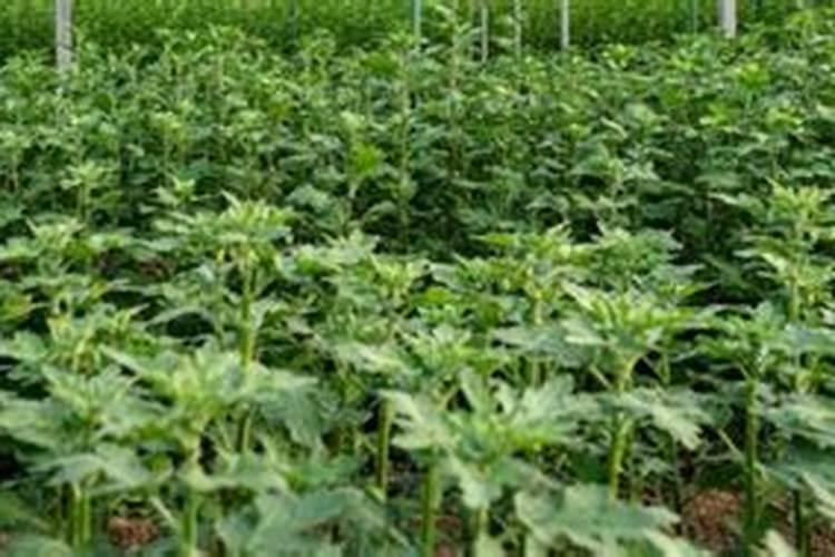 李子树施什么肥好