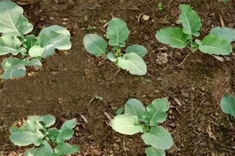 磷酸二氢钾和钙镁锌铁硼哪个好